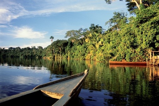 La forêt Amazonienne
